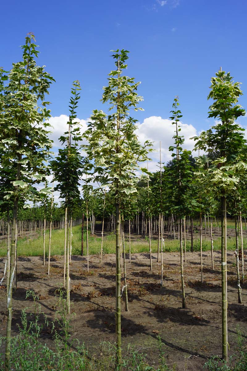 Acer platanoides 'Drummondii' op stam op stam