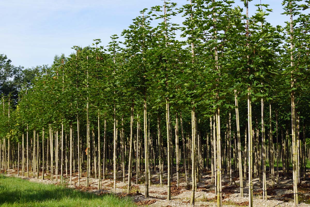 Acer platanoides 'Emerald Queen' op stam Acer platanoides 'Emerald Queen' op stam
