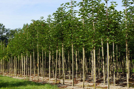 Acer platanoides 'Emerald Queen' op stam Acer platanoides 'Emerald Queen' op stam