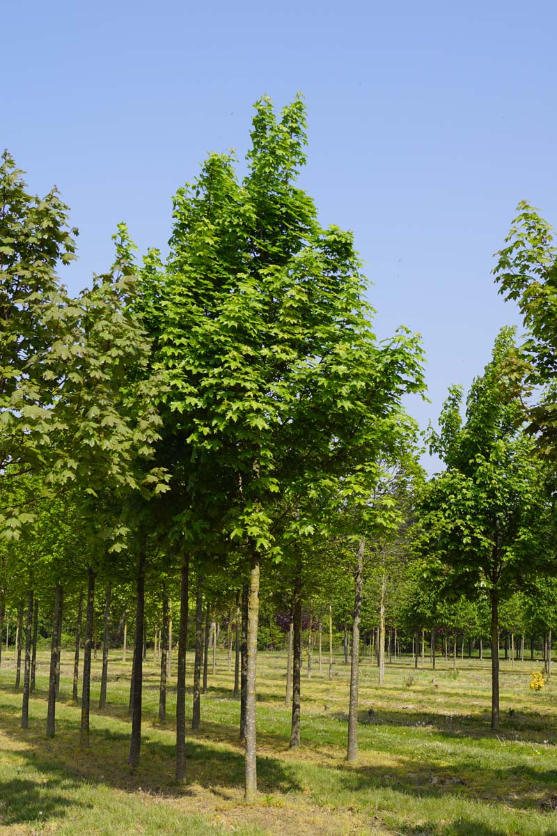 Acer platanoides 'Emerald Queen' op stam Acer platanoides 'Emerald Queen' op stam
