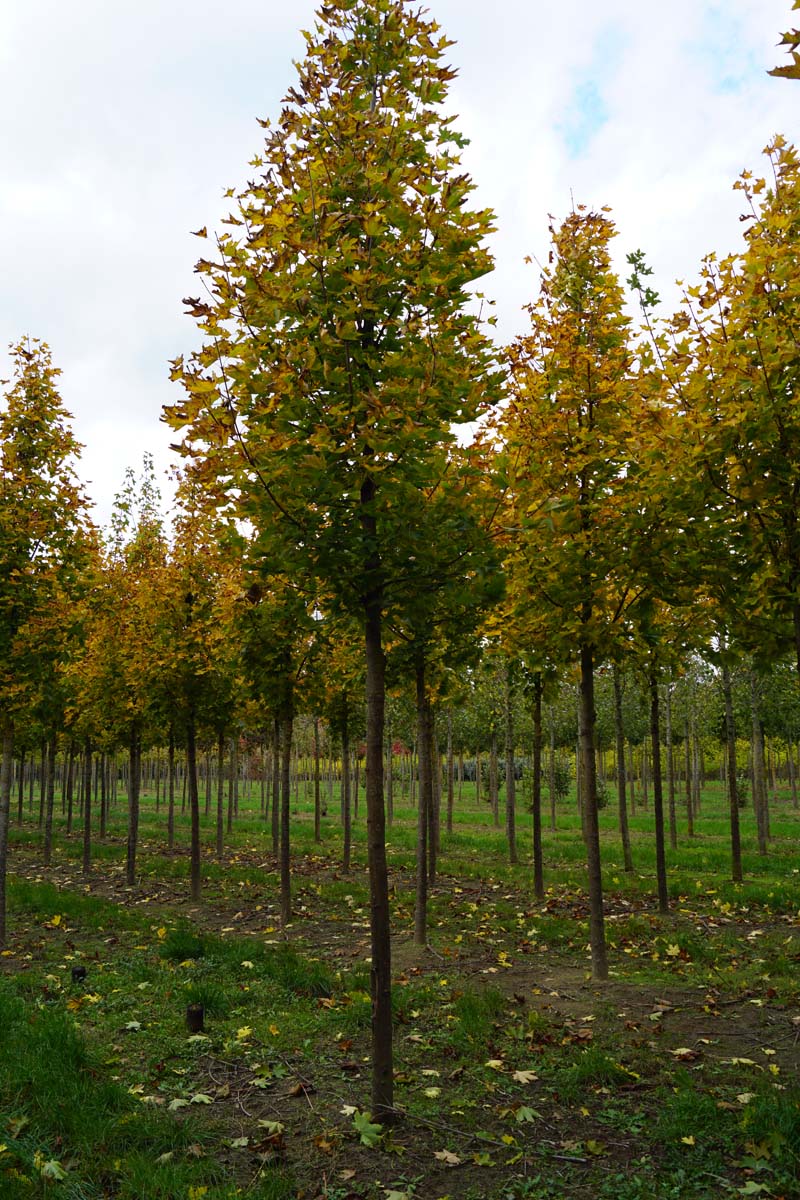 Acer platanoides 'Emerald Queen' op stam Acer platanoides 'Emerald Queen' op stam