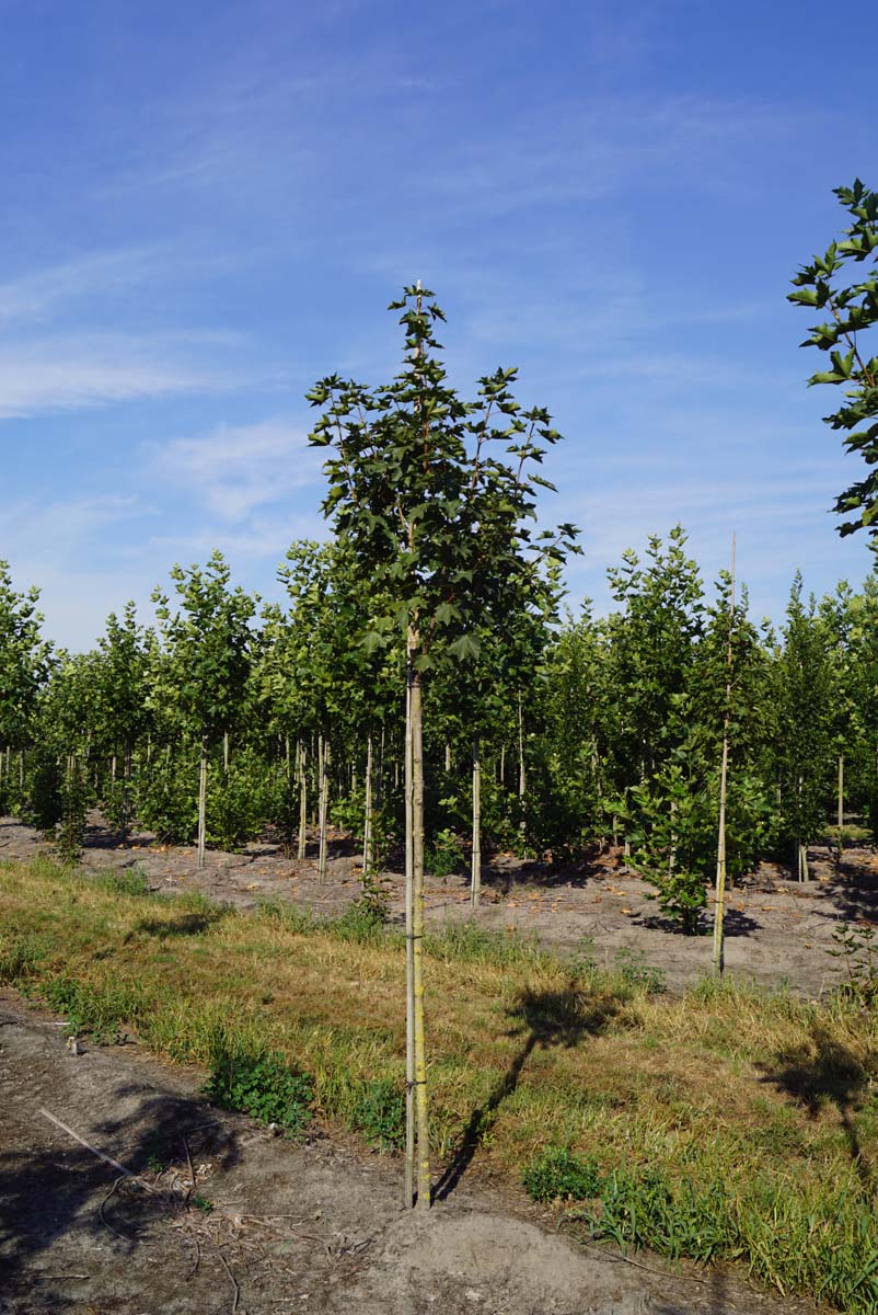 Acer platanoides 'Emerald Queen' op stam Acer platanoides 'Emerald Queen' op stam