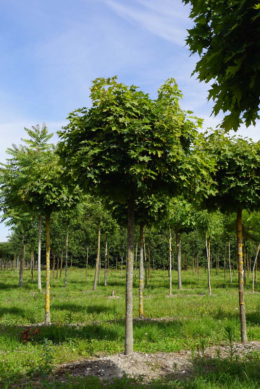 Acer platanoides 'Globosum' op stam op stam