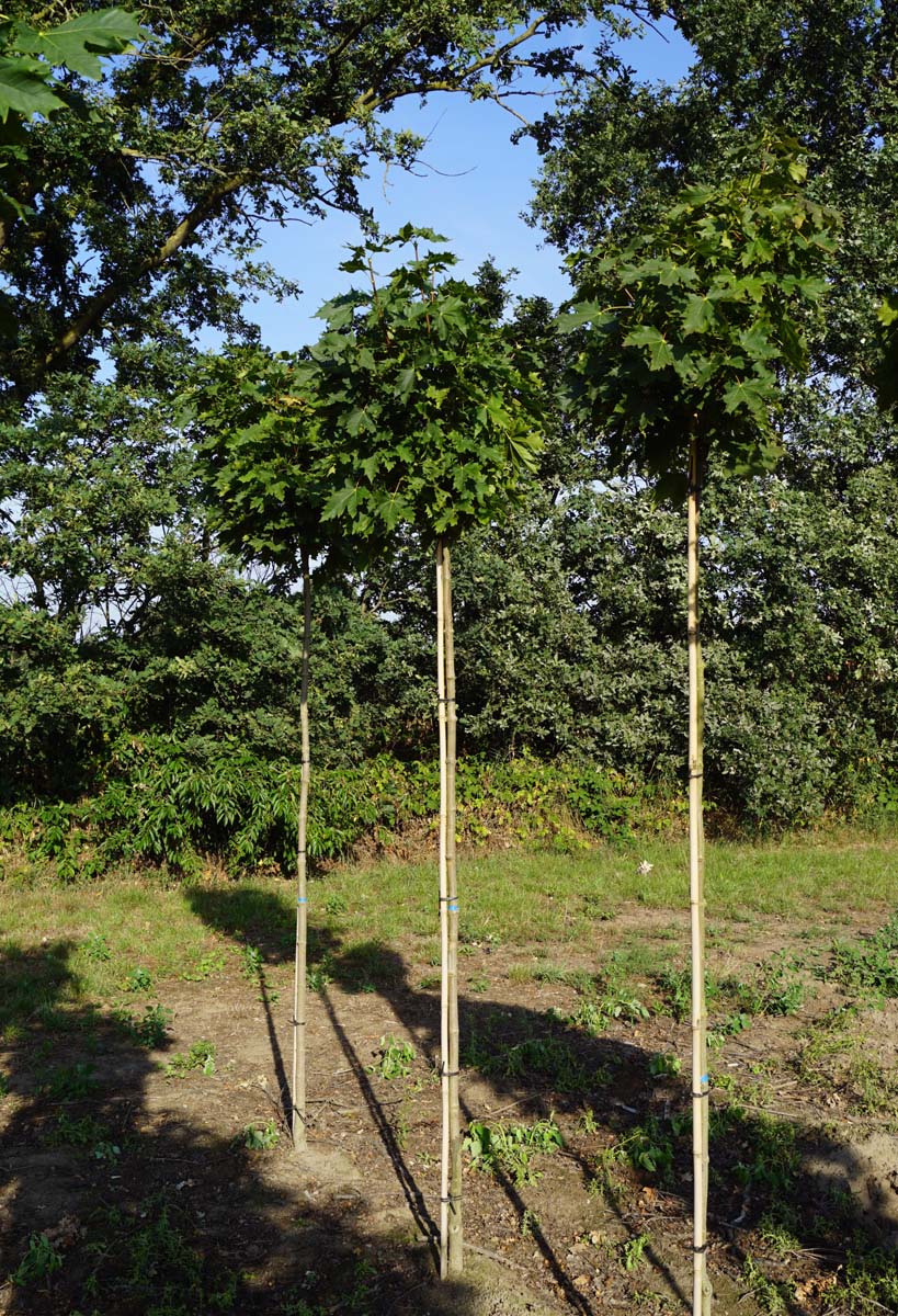 Acer platanoides 'Globosum' op stam op stam
