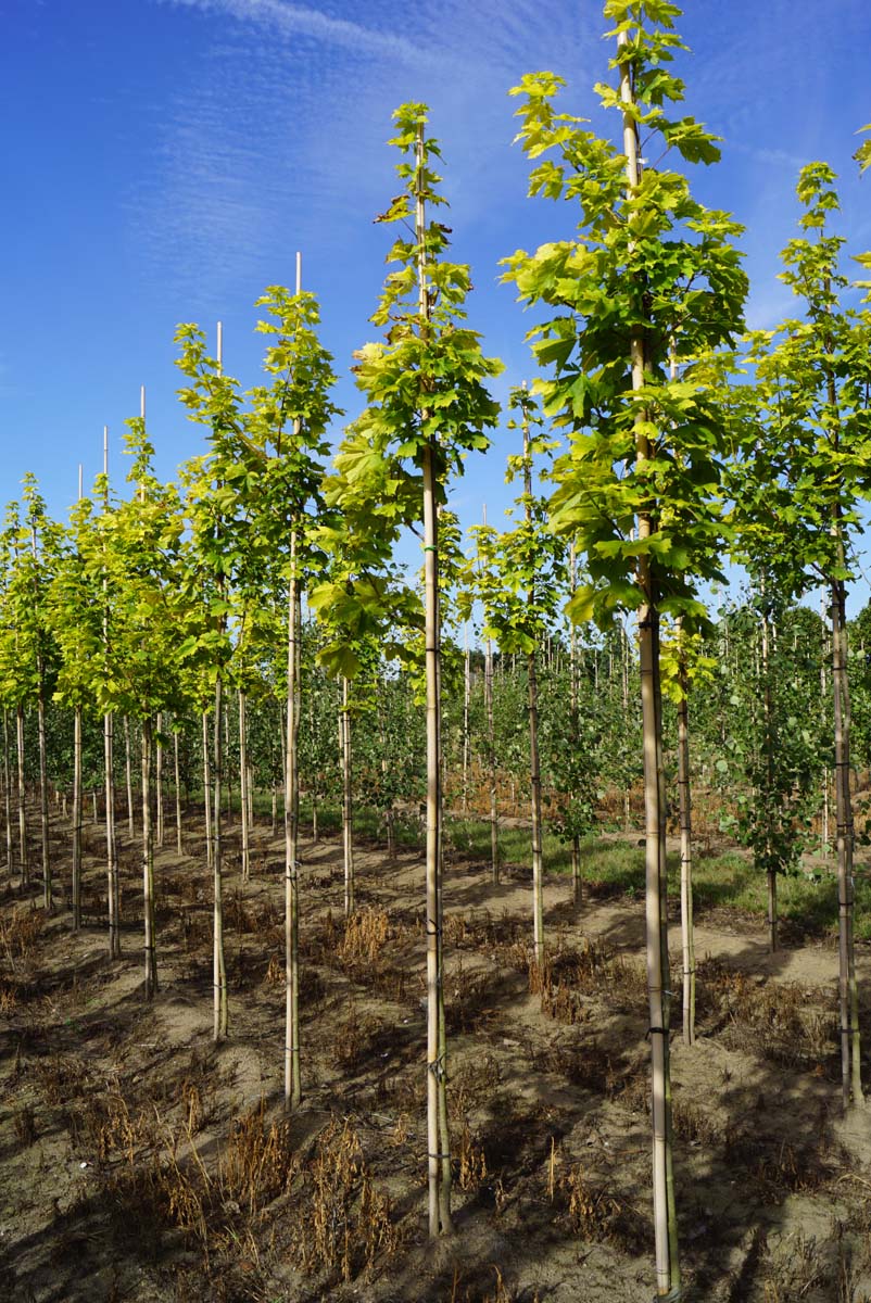 Acer platanoides 'Prigo' op stam Acer platanoides 'Prigo' op stam