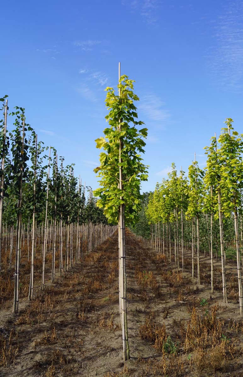 Acer platanoides 'Prigo' op stam Acer platanoides 'Prigo' op stam