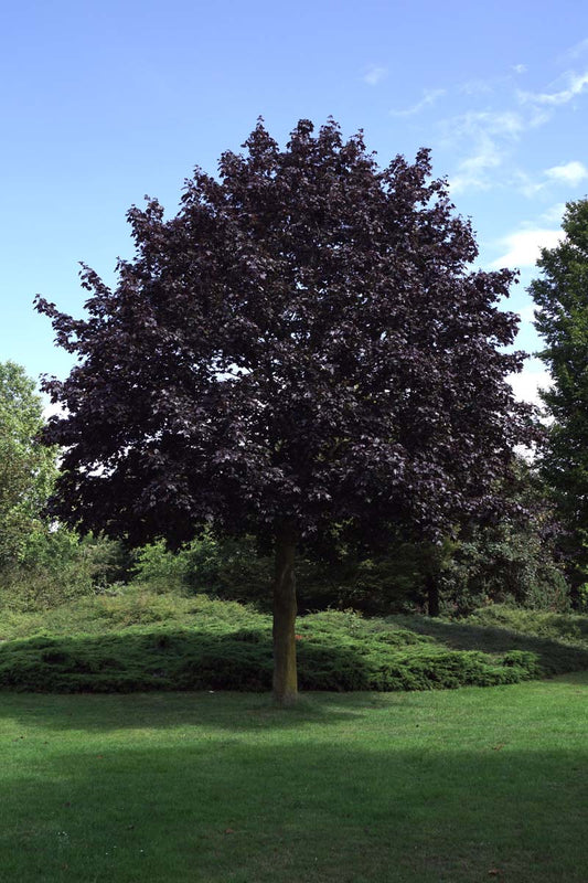 Acer platanoides 'Royal Red' op stam Acer platanoides 'Royal Red' op stam