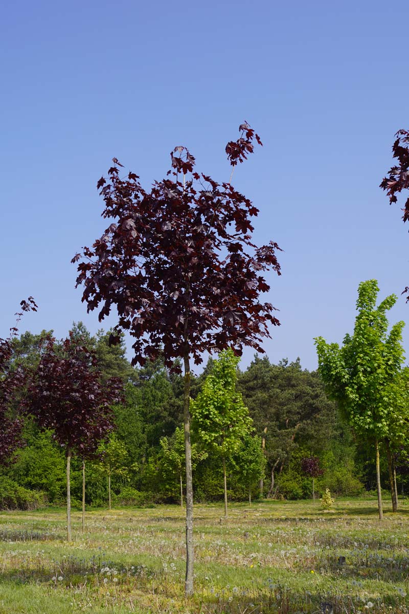 Acer platanoides 'Royal Red' op stam Acer platanoides 'Royal Red' op stam
