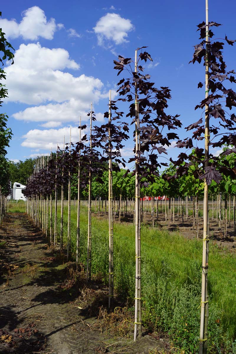 Acer platanoides 'Royal Red' op stam Acer platanoides 'Royal Red' op stam