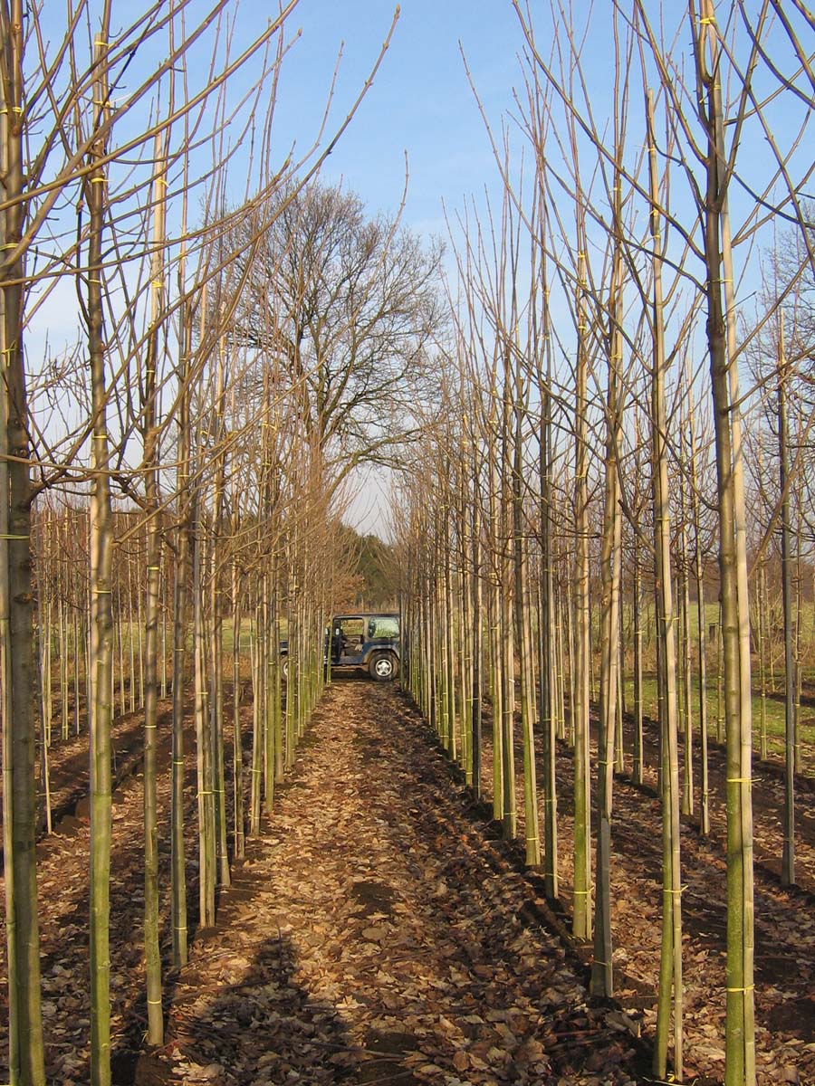 Acer pseudoplatanus 'Negenia' op stam Acer pseudoplatanus 'Negenia' op stam