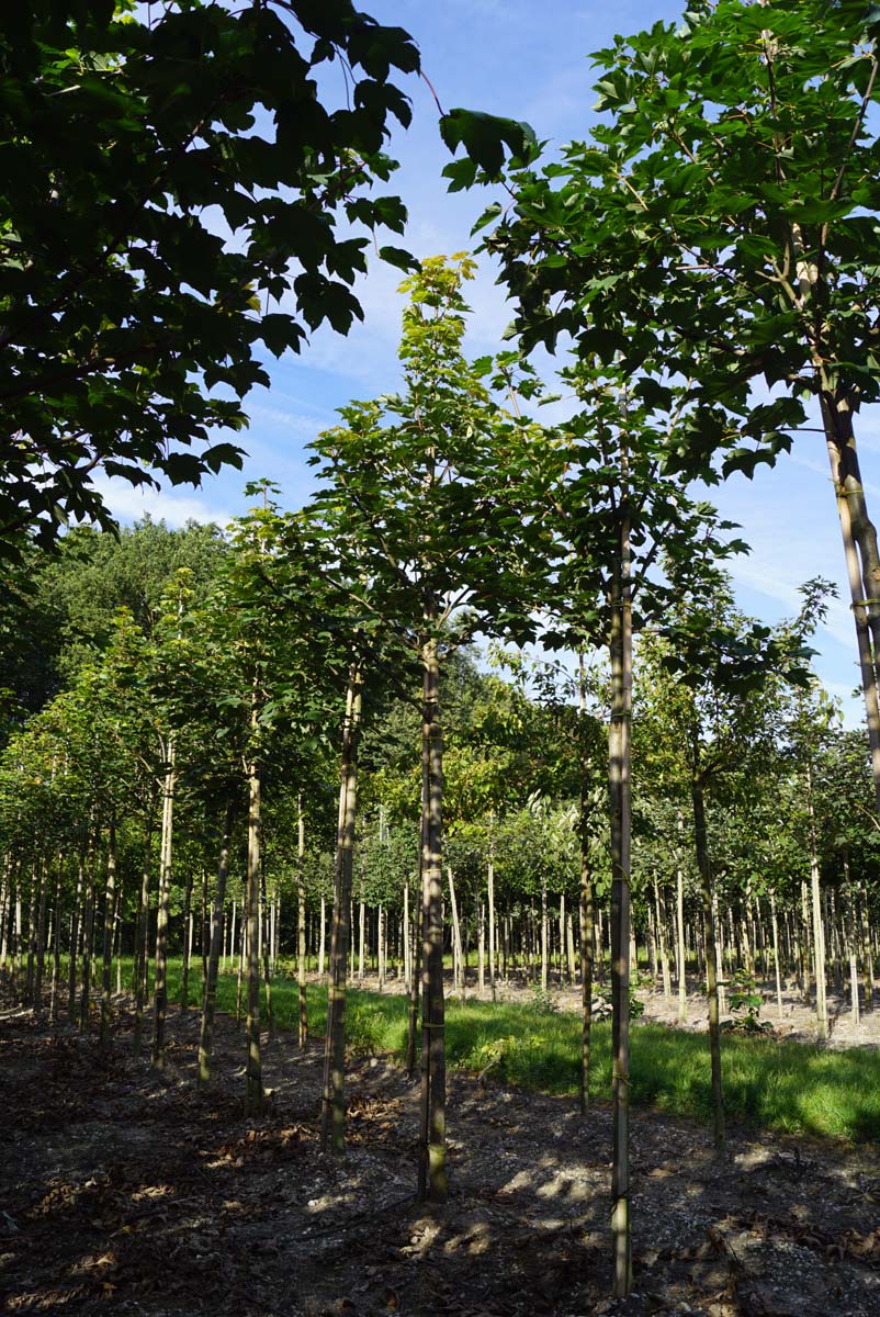Acer pseudoplatanus 'Negenia' op stam Acer pseudoplatanus 'Negenia' op stam