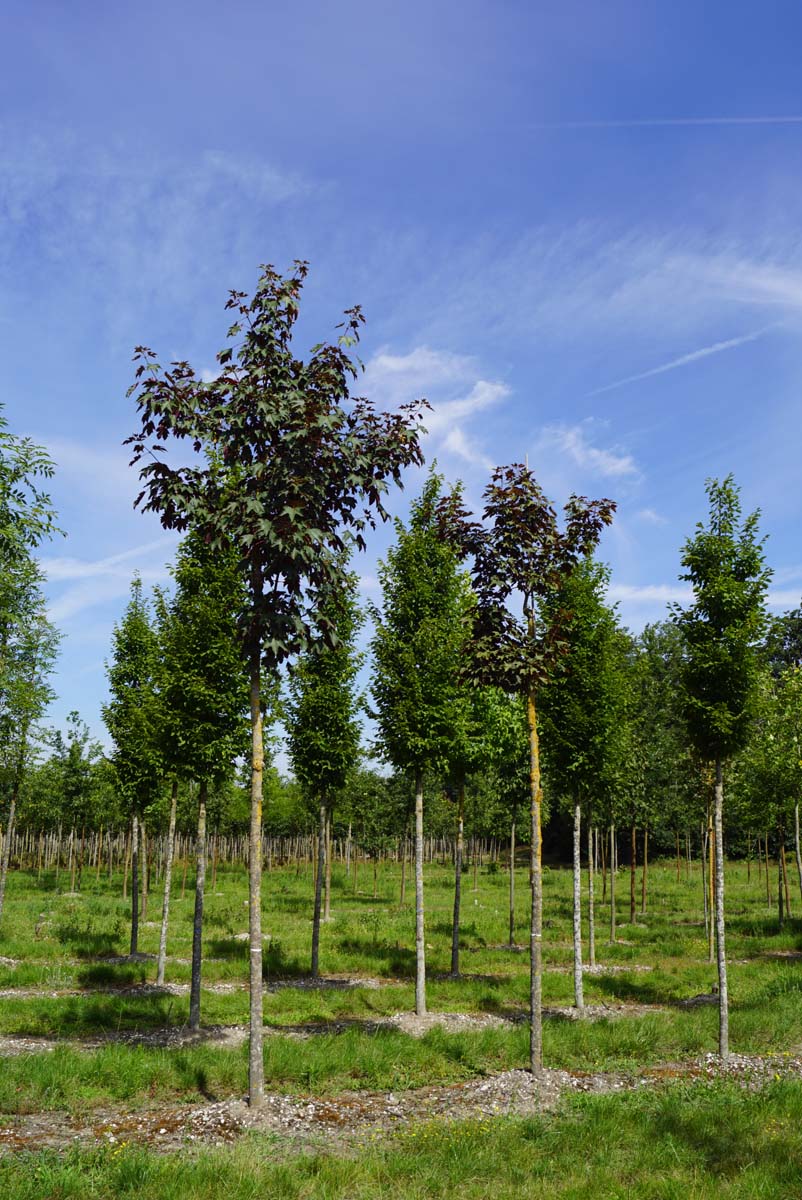 Acer pseudoplatanus 'Purpureum' op stam Acer pseudoplatanus 'Purpureum' op stam
