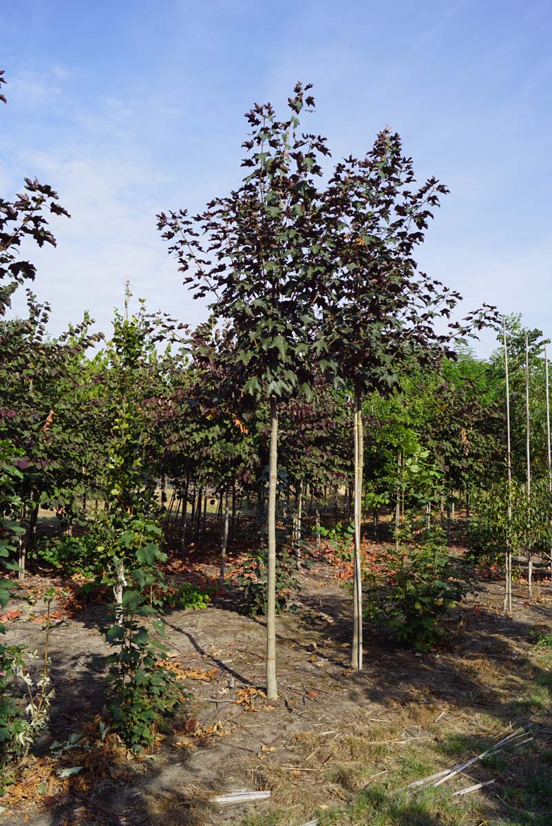 Acer pseudoplatanus 'Purpureum' op stam Acer pseudoplatanus 'Purpureum' op stam