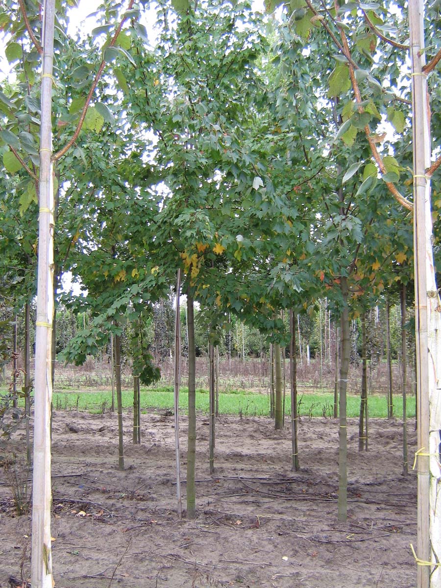 Acer rubrum op stam Acer rubrum op stam