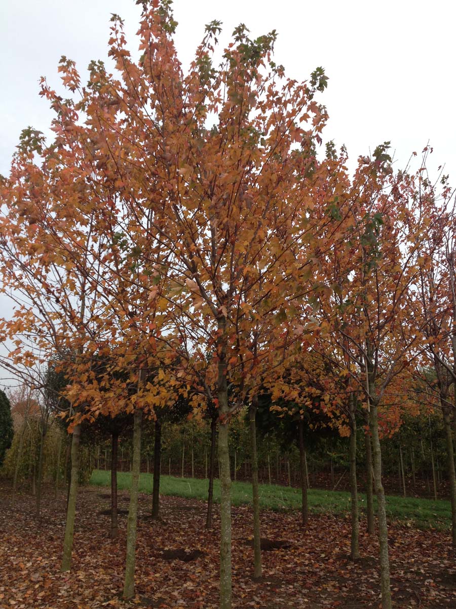Acer rubrum op stam Acer rubrum op stam