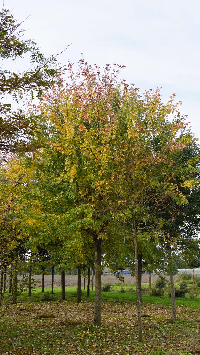 Acer rubrum op stam Acer rubrum op stam