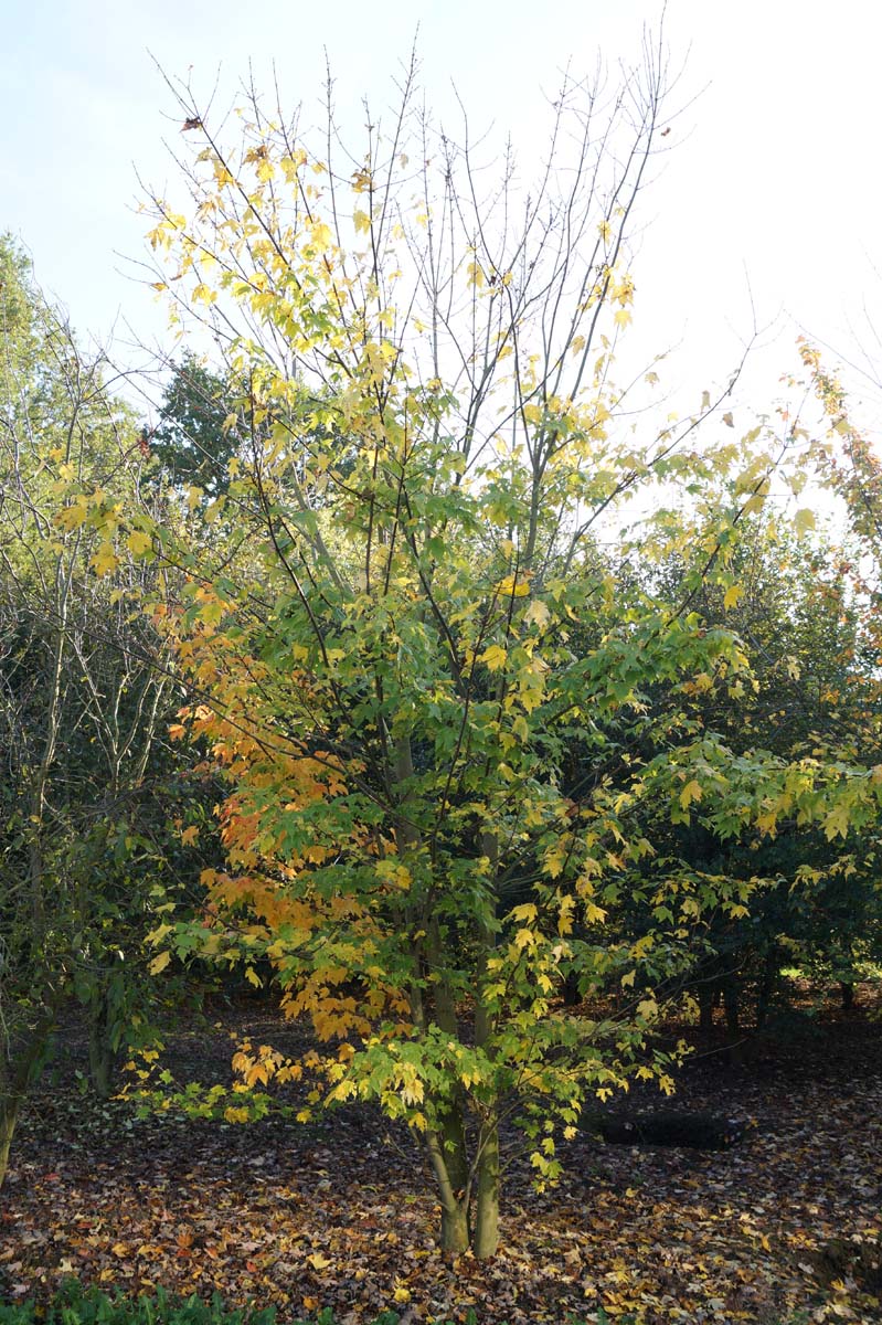 Acer rubrum meerstammig / struik Acer rubrum meerstammig