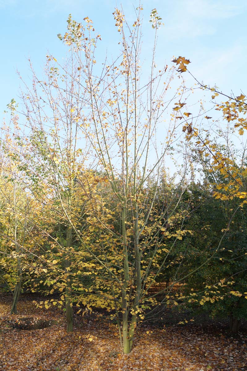 Acer rubrum meerstammig / struik Acer rubrum meerstammig