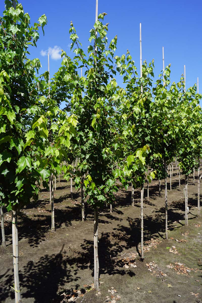 Acer rubrum 'Autumn Flame' op stam Acer rubrum 'Autumn Flame' op stam