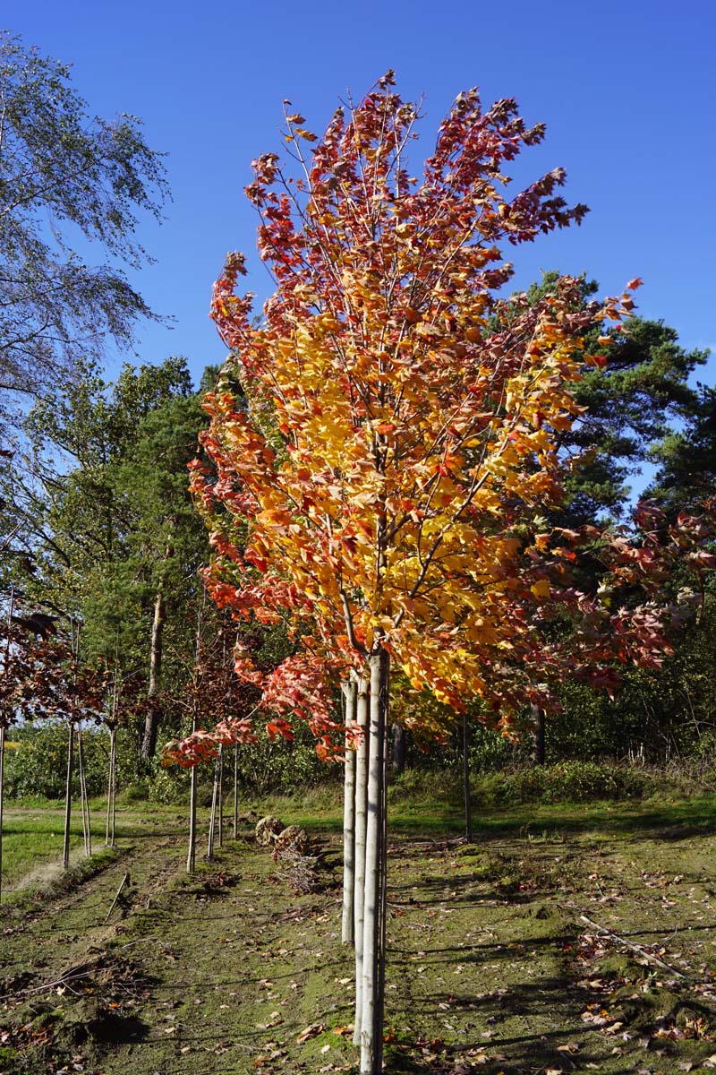 Acer rubrum 'Autumn Flame' op stam op stam
