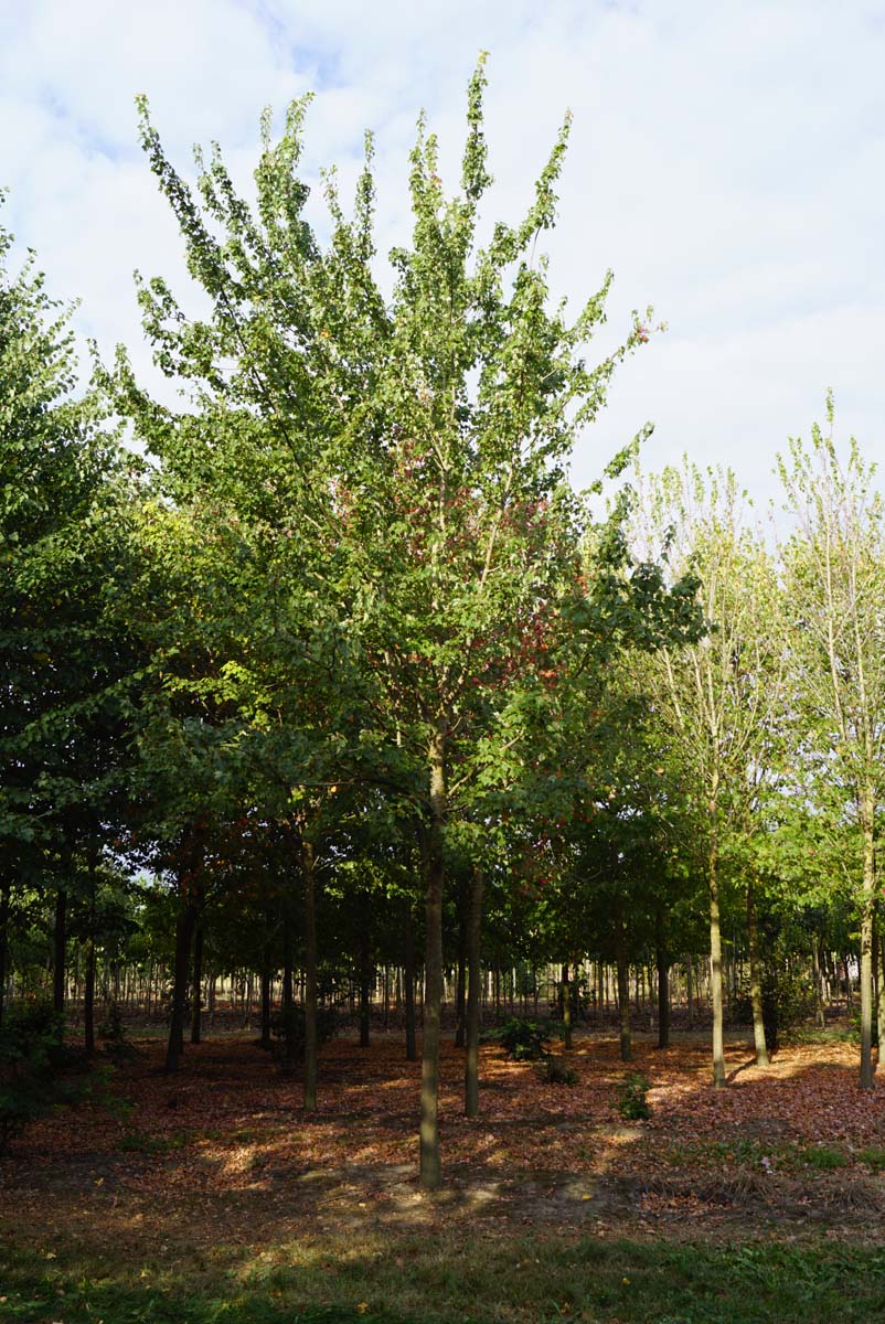 Acer rubrum 'Autumn Spire' Acer rubrum 'Autumn Spire' op stam