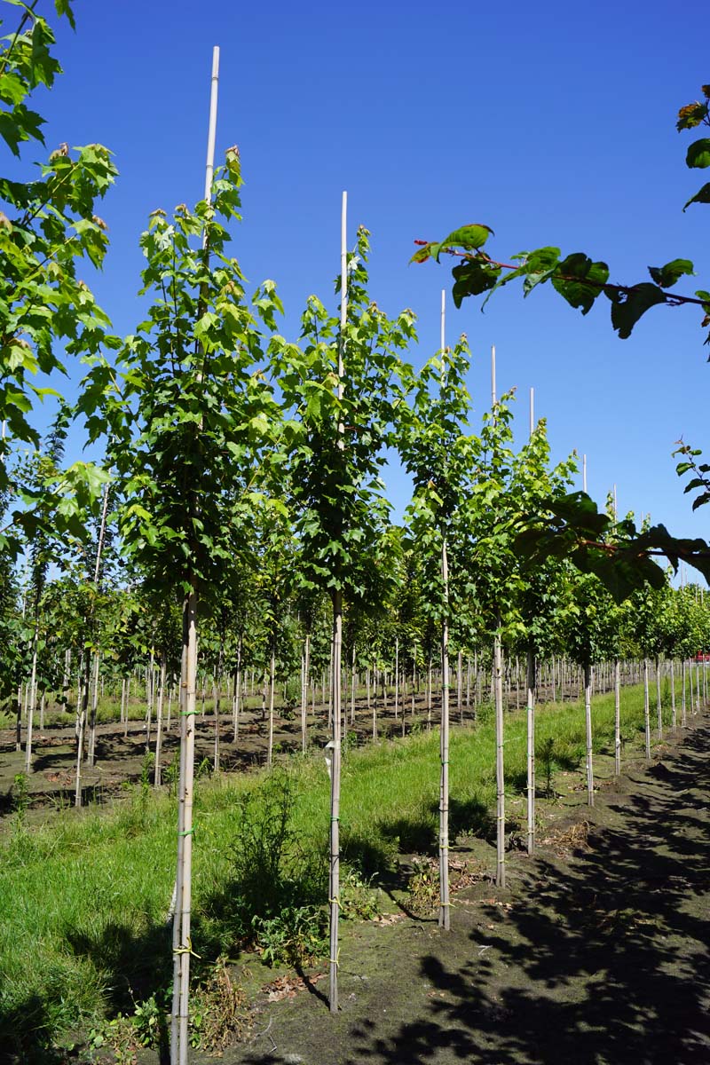 Acer rubrum 'Brandywine' op stam op stam