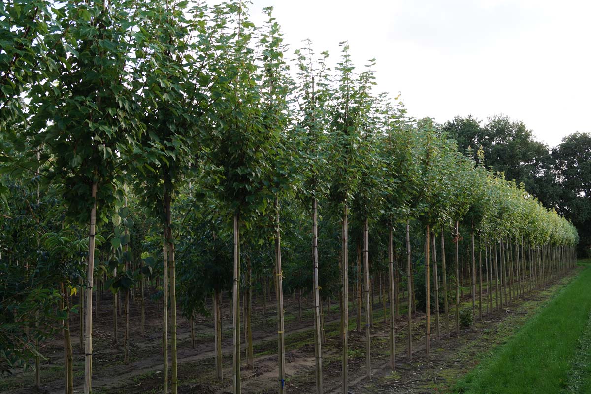 Acer rubrum 'Brandywine' op stam Acer rubrum 'Brandywine' op stam