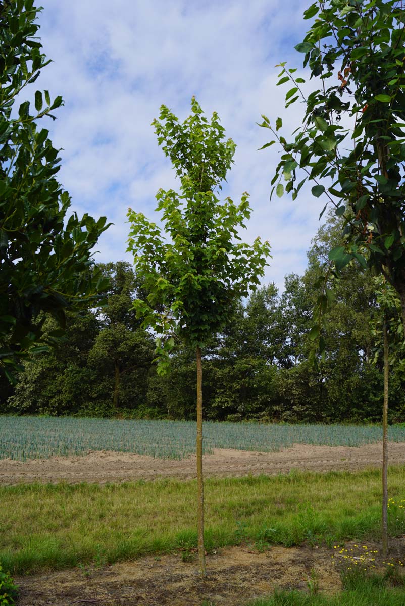 Acer rubrum 'Brandywine' op stam Acer rubrum 'Brandywine' op stam