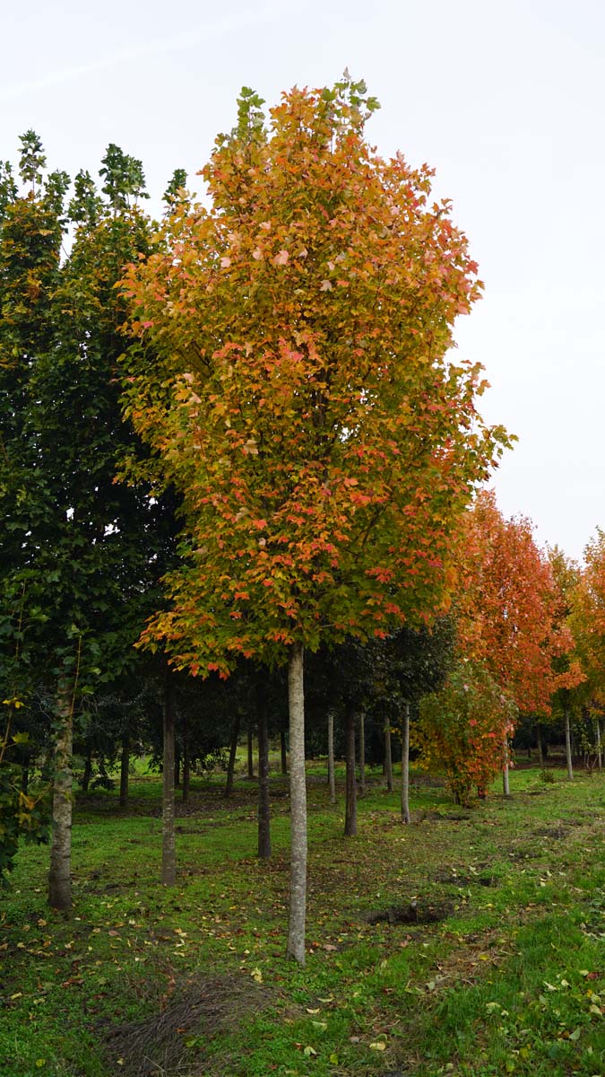 Acer rubrum 'Franksred' op stam Acer rubrum 'Franksred' op stam