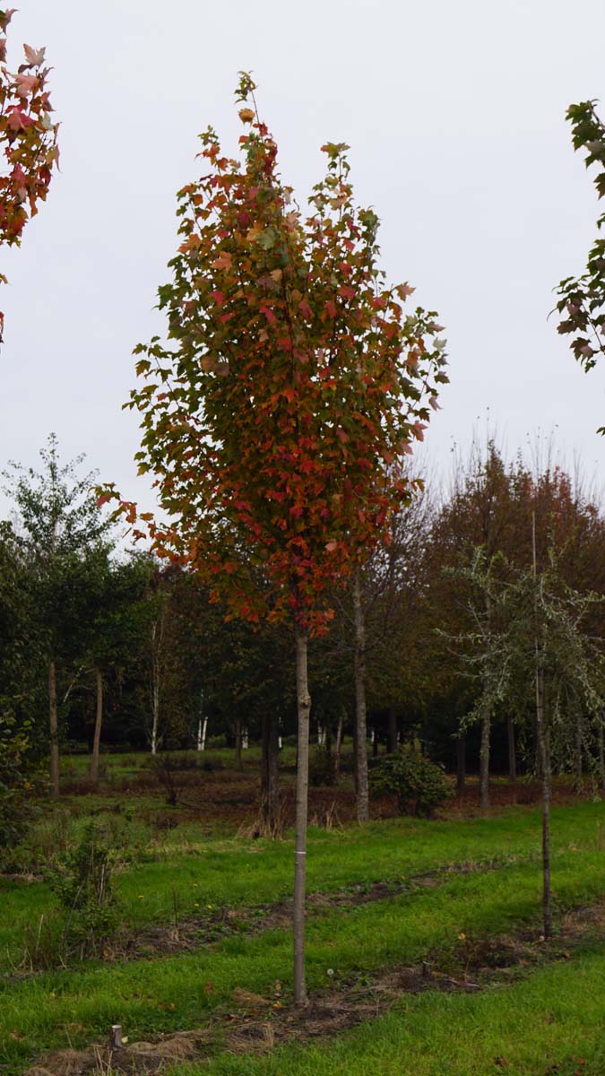 Acer rubrum 'Franksred' op stam Acer rubrum 'Franksred' op stam