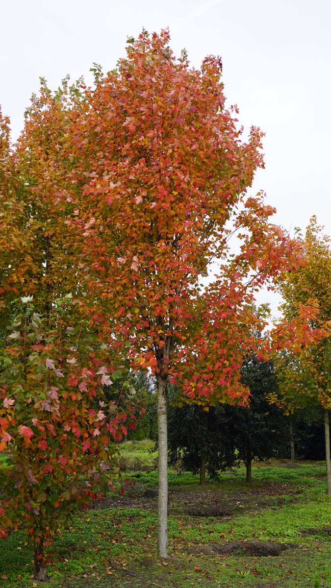 Acer rubrum 'Franksred' op stam Acer rubrum 'Franksred' op stam