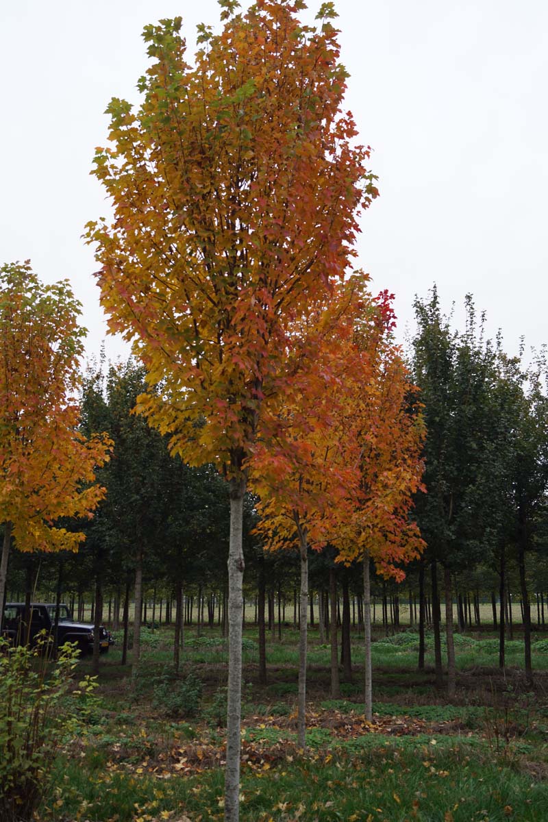 Acer rubrum 'Morgan' op stam Acer rubrum 'Morgan' op stam
