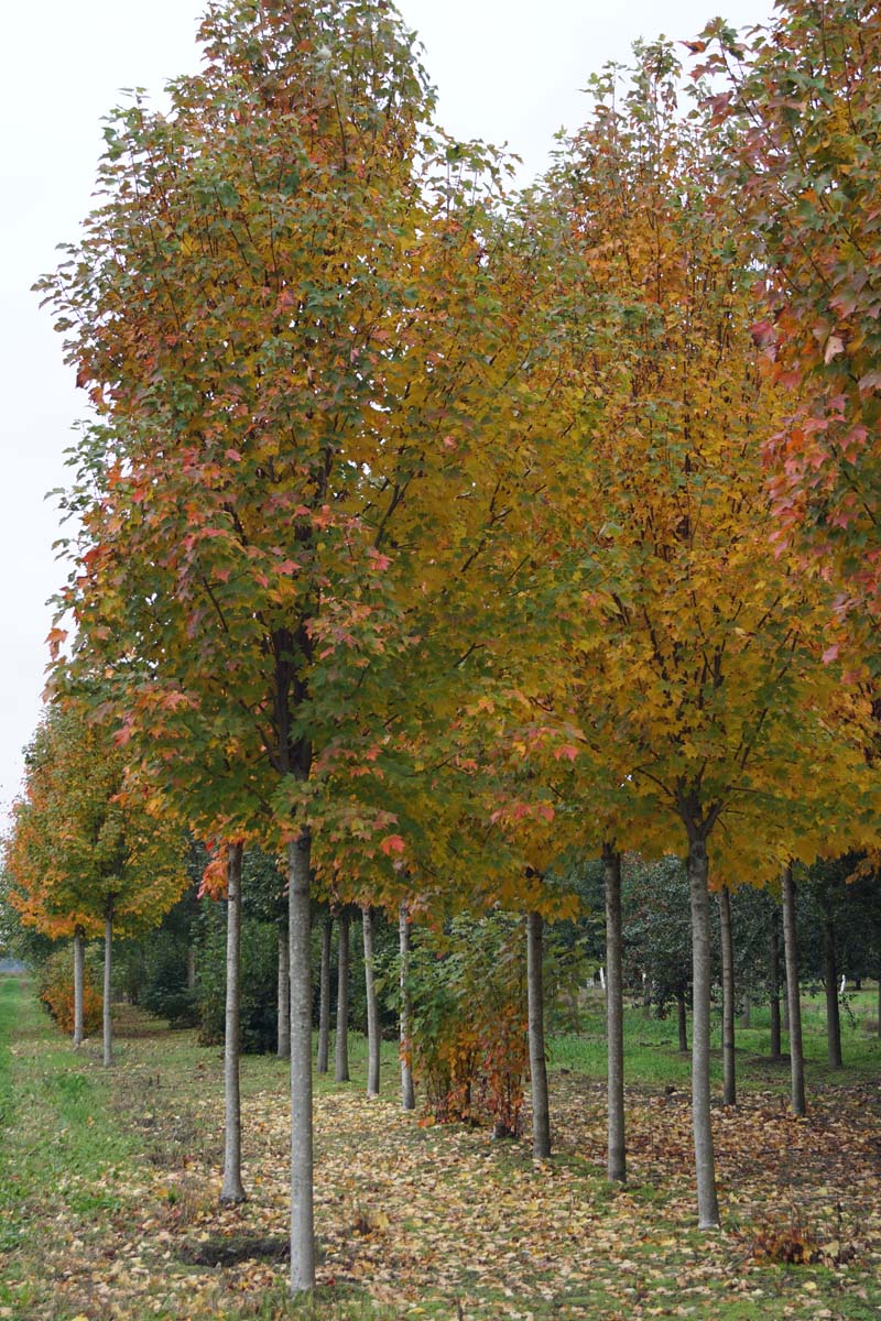 Acer rubrum 'Scanlon' op stam Acer rubrum 'Scanlon' op stam