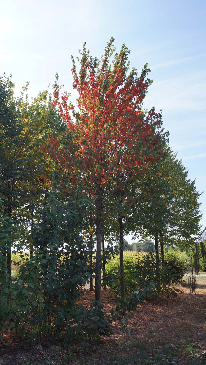 Acer rubrum 'Tilford' op stam Acer rubrum 'Tilford' op stam