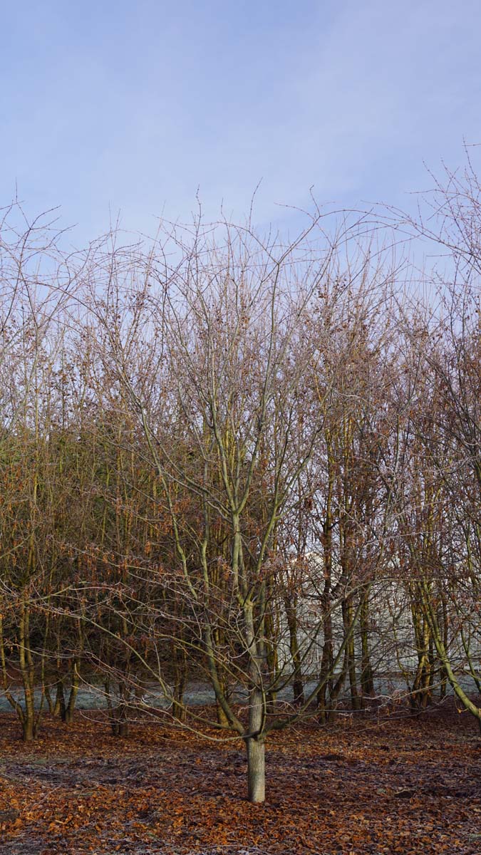 Acer rufinerve solitair Acer rufinerve solitair