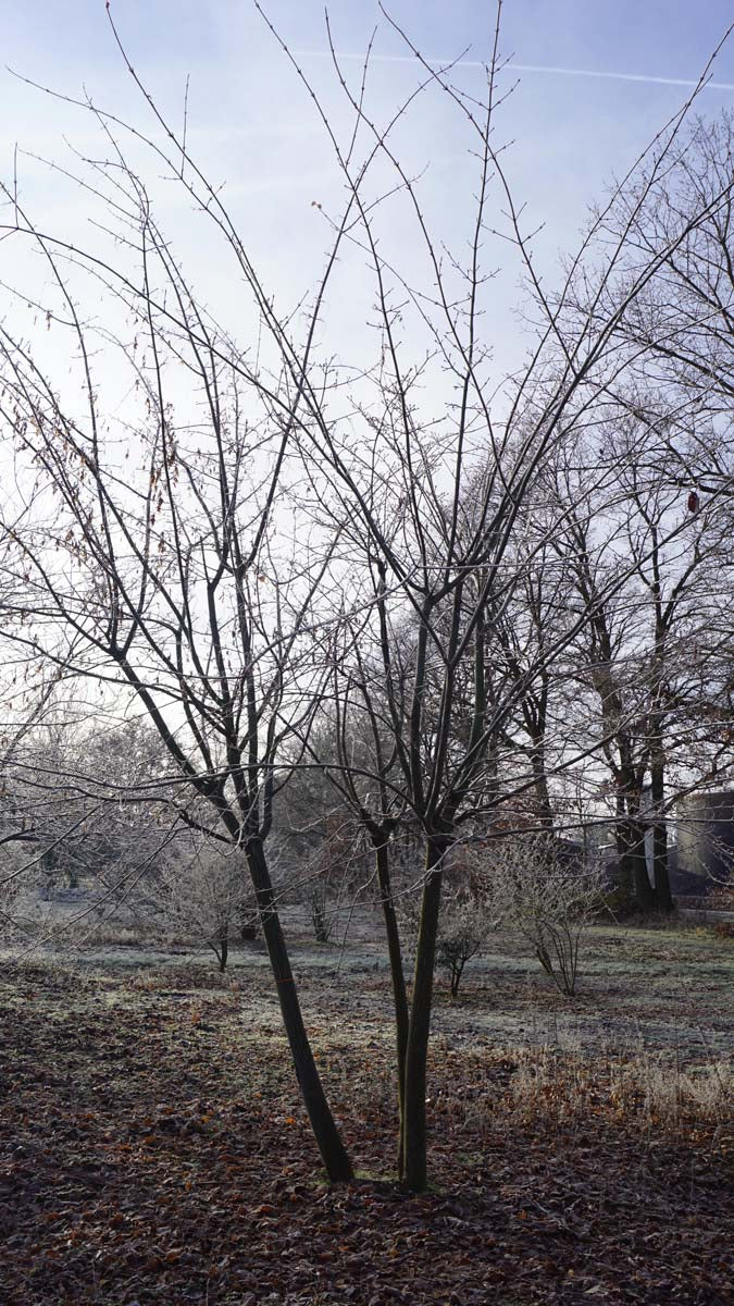 Acer rufinerve meerstammig / struik Acer rufinerve meerstammig