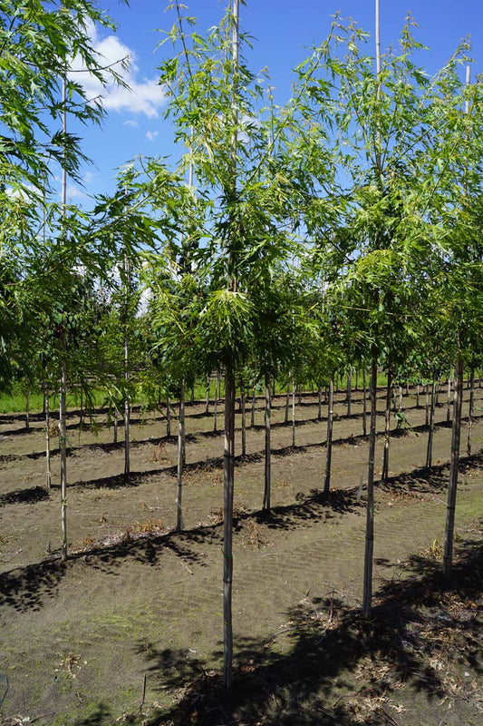 Acer saccharinum 'Born's Gracious' op stam Acer saccharinum 'Born's Gracious' op stam