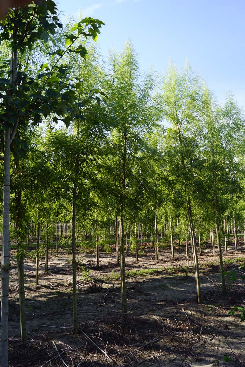 Acer saccharinum 'Born's Gracious' op stam Acer saccharinum 'Born's Gracious' op stam