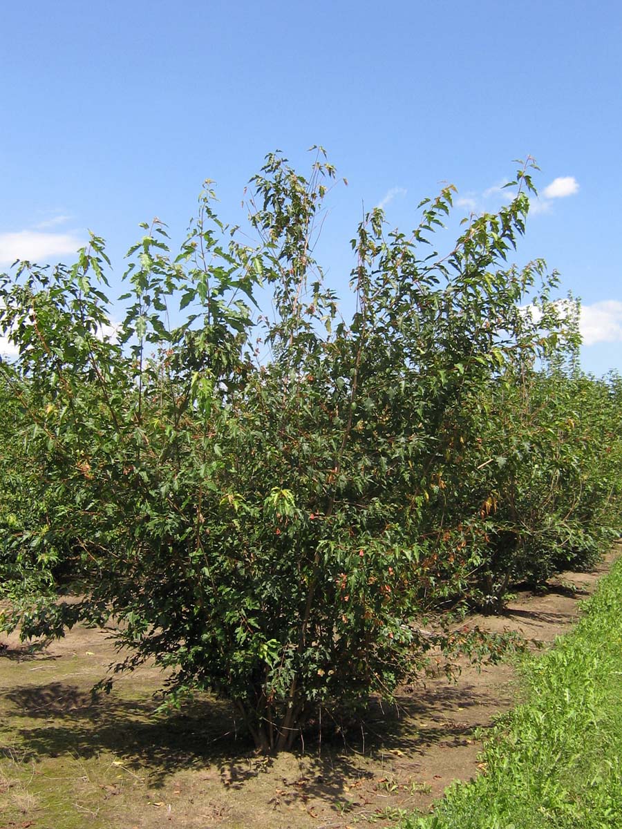 Acer tataricum ginnala meerstammig / struik Acer tataricum ginnala meerstammig