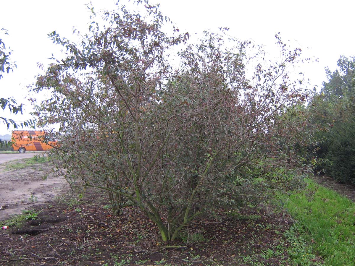 Acer tataricum ginnala meerstammig / struik Acer tataricum ginnala meerstammig