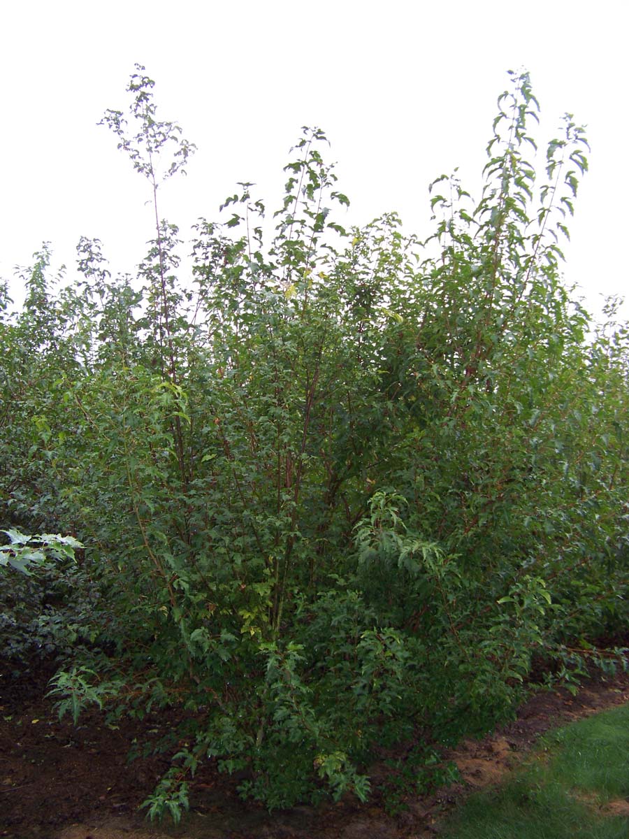 Acer tataricum ginnala meerstammig / struik meerstammig