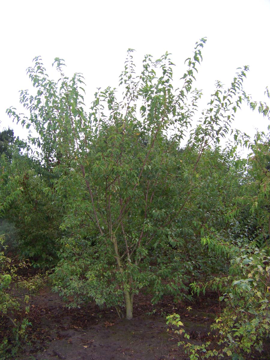 Acer tataricum ginnala meerstammig / struik Acer tataricum ginnala meerstammig