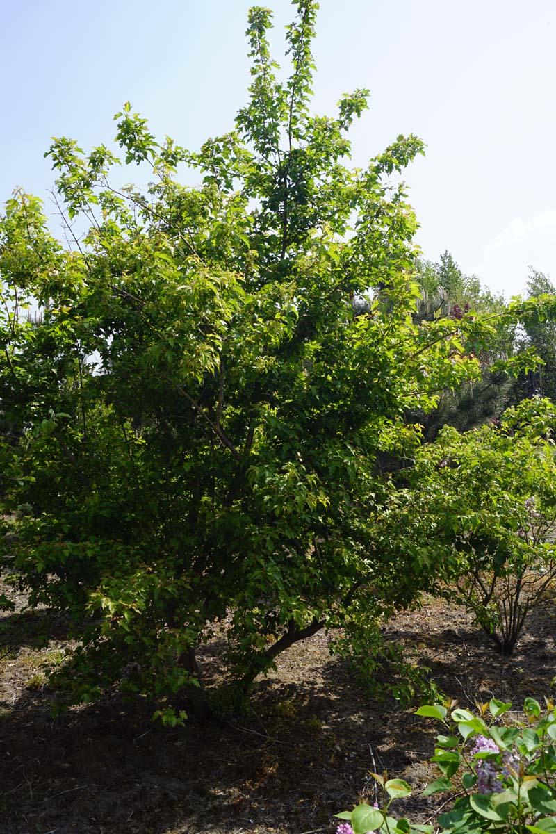 Acer tataricum ginnala meerstammig / struik meerstammig