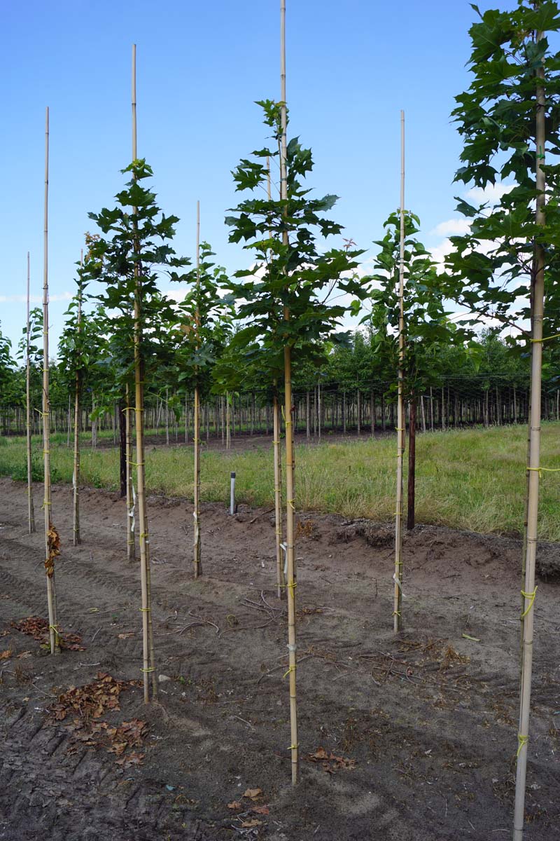 Acer 'Warrenred' op stam Acer 'Warrenred' op stam