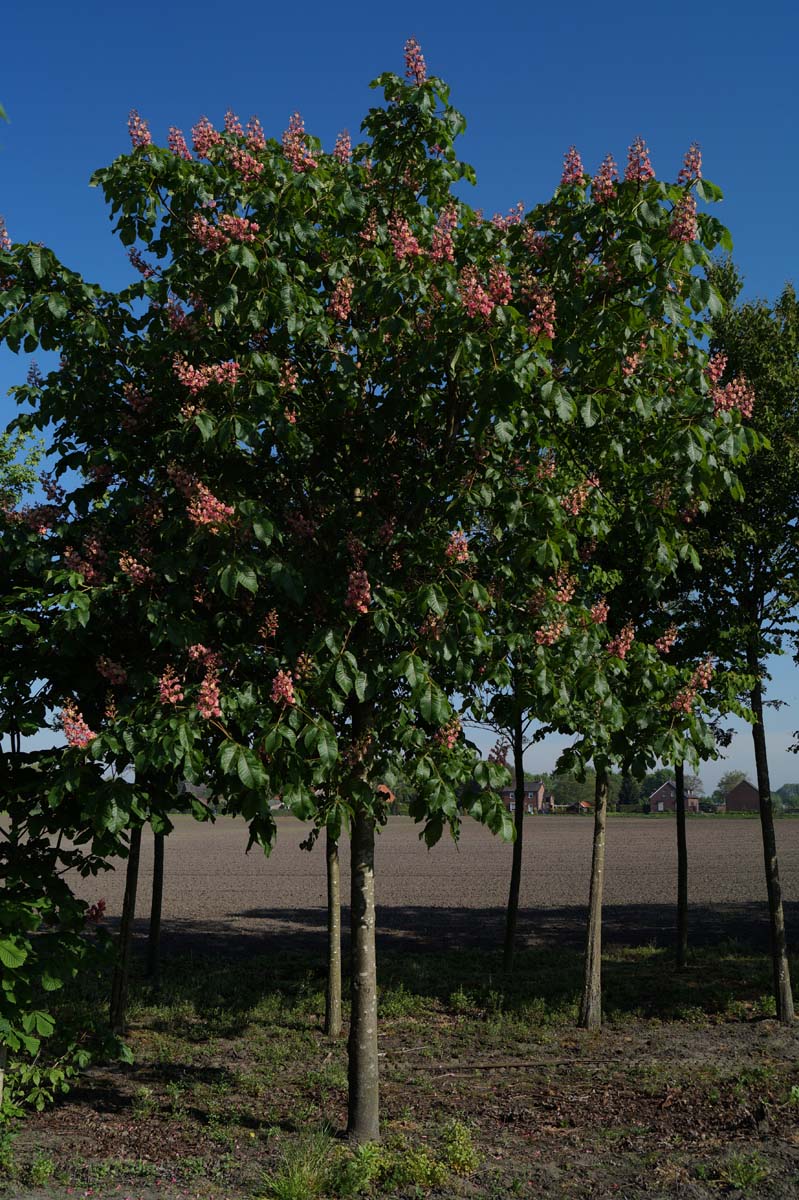 Aesculus carnea 'Briotii' op stam Aesculus carnea 'Briotii' op stam