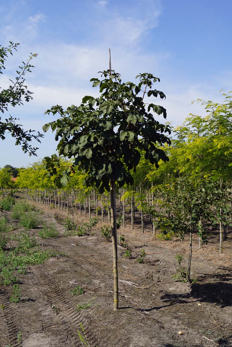 Aesculus carnea 'Briotii' op stam op stam