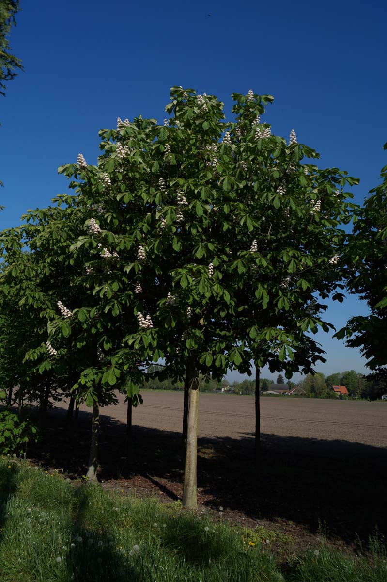 Aesculus hippocastanum op stam Aesculus hippocastanum op stam