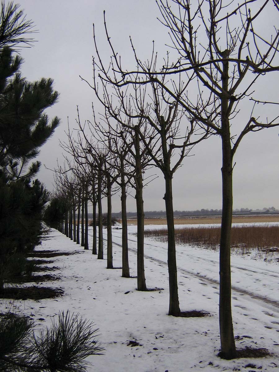 Aesculus hippocastanum op stam Aesculus hippocastanum op stam