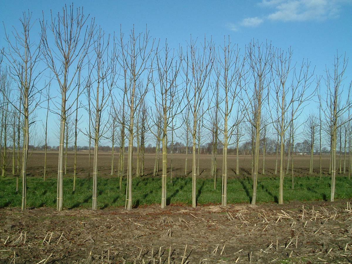 Aesculus hippocastanum op stam op stam