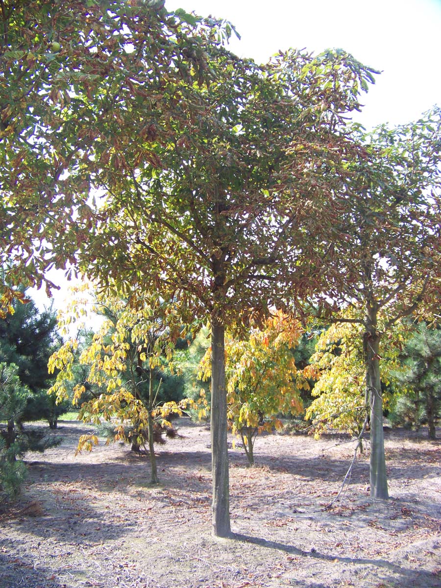 Aesculus hippocastanum op stam op stam